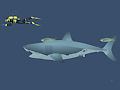 Сумасшедшая акула
