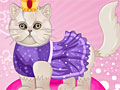 Королевская персидская кошка в СПА-салоне